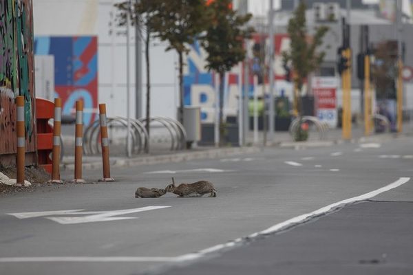 lapins pas confinés à Christchurch dans le sur de la Nouvelle-Zélande