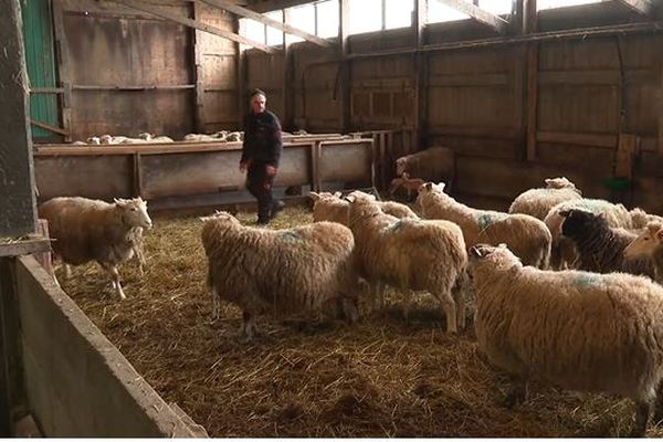 La ferme de l'Ouest cesse son activité liée à l'élevage des agneaux sur Miquelon-Langlade.