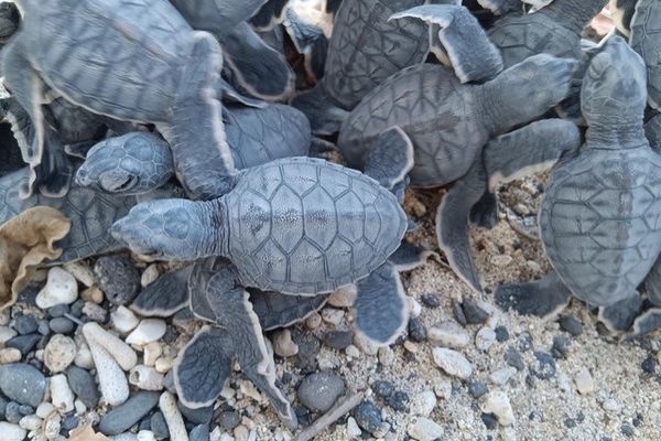 Saint-Leu : des bébés tortues sont nés sur la plage de Kélonia