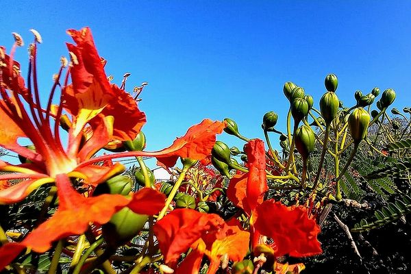 Premières fleurs de flamboyant à Saint-Leu oct 2022