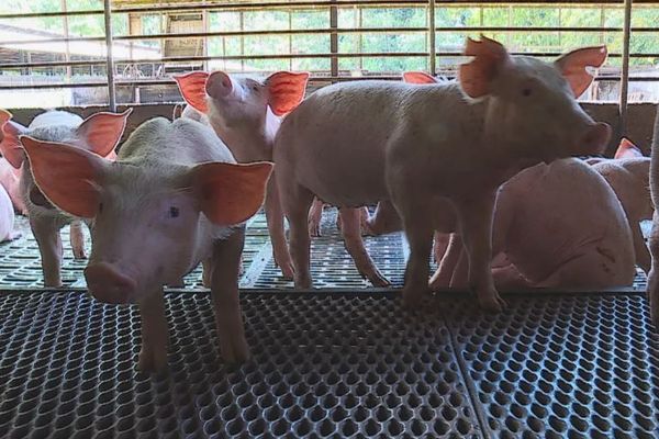 La semaine prochaine, les amateurs de viande de porc risquent de rester sur leur faim si les éleveurs de porcs mettent leur menace à exécution,.