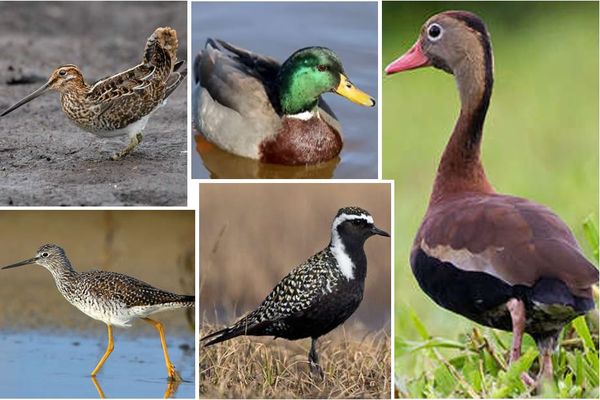 Le TA de Guadeloupe a suspendu la chasse aux bécassines de Wilson, aux pluviers bronzés, aux canards Colvert, aux chevaliers à pattes jaunes, aux Dendrocygnes à ventre noir et bien d'autres espèces d'oiseaux - 09/2024.