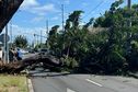 Faits divers : Un arbre tombé sur une voiture à Papeete, pas de blessé
