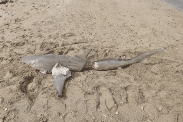 Requin dévoré, 17 mai 2022, Anse-Vata