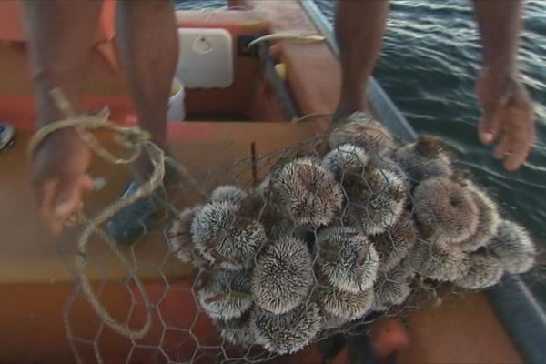 Pêche aux oursins en Martinique.