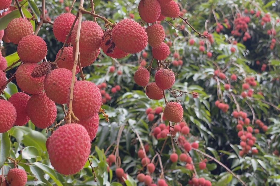 The first lychees of the season are ready to be harvested – New Caledonia the 1st