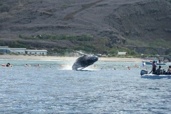 Whale watching à la Réunion