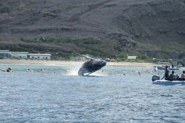 Baleine à bosse à la Réunion