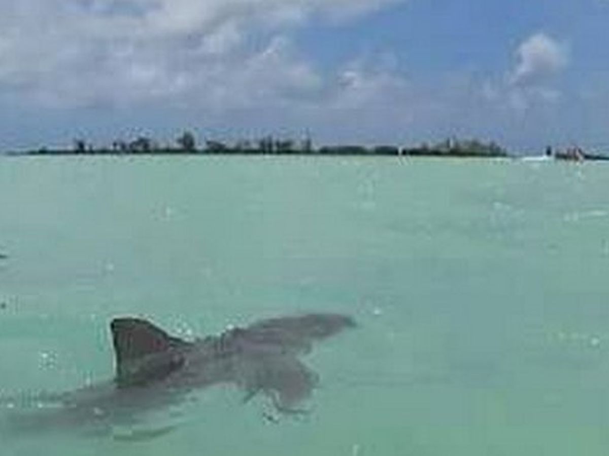 Australie : un mort après une attaque de requin sur la Grande Barrière