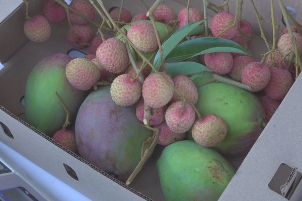 Letchis, fruits de la passion, ananas et mangues traités peuvent de nouveau  être expédiés par colis postaux.