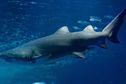 Le Requin Citron Enfante Sur Son Lieu De Naissance Outre Mer La 1ere