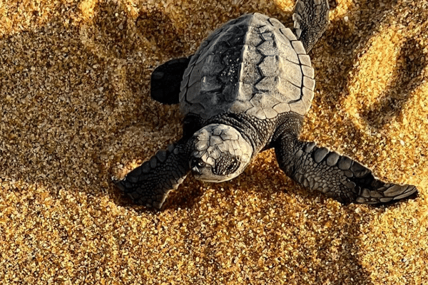 Une petite tortue luth vient d'émerger et se dirige vers l'océan plage de  Rémire-Montjoly)