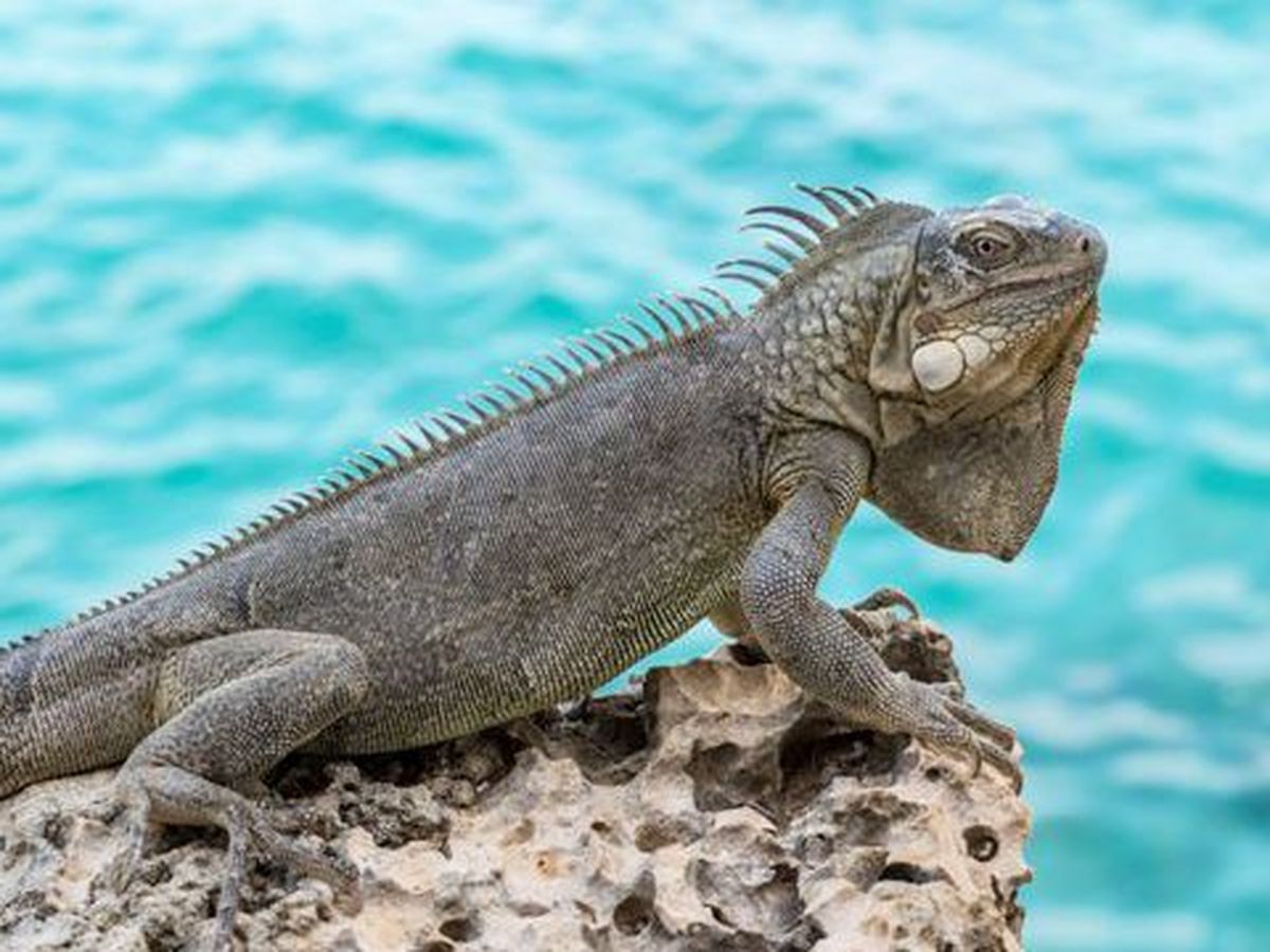 Les iguanes des Petites-Antilles en danger ? - Outre-mer la 1ère