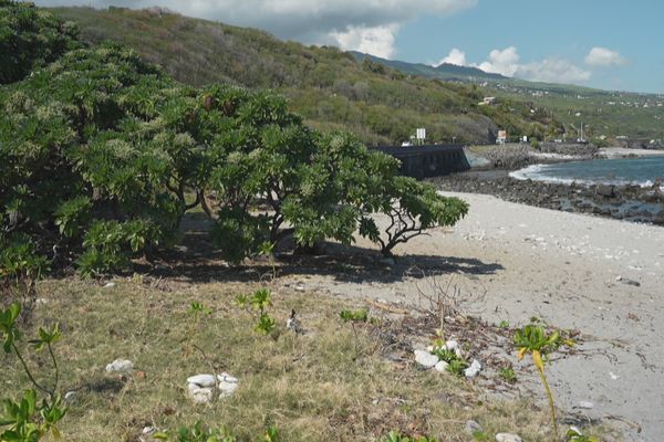 En 25 ans, cette plage devant Kelonia a gagné 50 centimètres de hauteur.