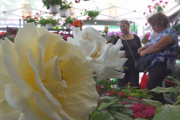 17ème édition Festi-plantes Colosse Saint-André fleurs plantes