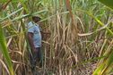 Dans l'Ouest et le Sud, une variété de canne victime de la maladie du charbon