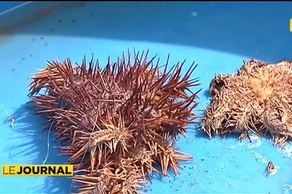 80 personnes mobilisées en faveur du lagon de Mahina