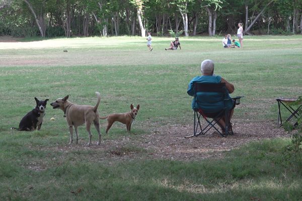 De nombreux animaux en fuite, apeurés par les détonations de pétards et de feux d'artifice