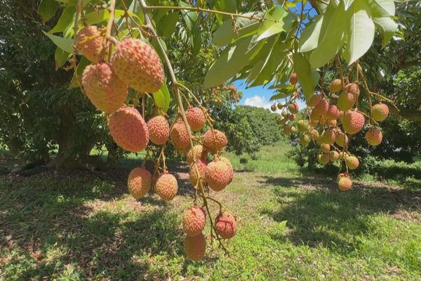 Saison des letchis : peu de fruits et des exportations en baisse