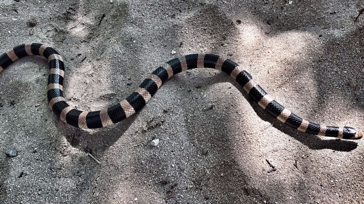 Serpents marins quel danger Nouvelle Cal donie la 1 re