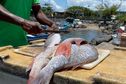 Le secteur de la pêche à Mayotte, malade, depuis le passage de Chido