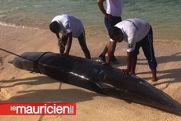 Cadavre de dauphin une ile Maurice 