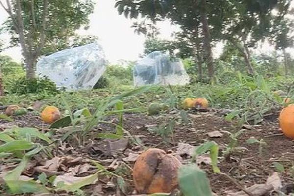 Capture verger Lifou Plateau mandarines à terre cyclone Donna (12 mai 2017)