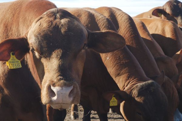 Taureaux, vaches et même chevaux sont la cible de braconniers.