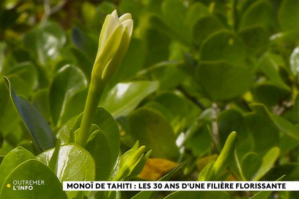 Les 30 ans du Monoï de Tahiti