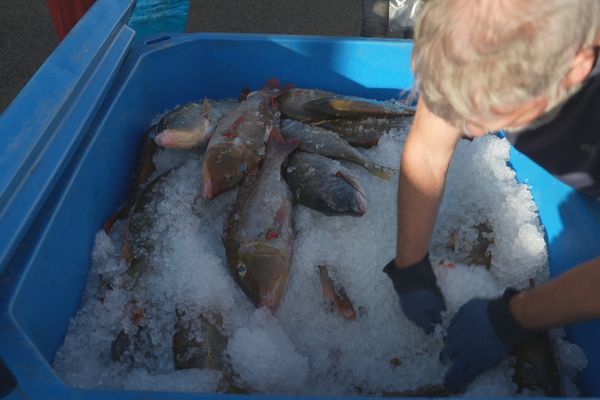 Les poissons venus de l'île des Pins, vendus sur les quais de Nouméa.