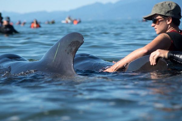 BALEINES ECHOUEES NZ