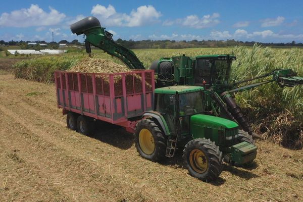 Guadeloupe : reprise des négociations sur le prix de la canne à