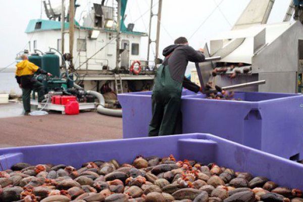 concombre de mer peche