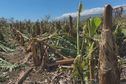 Cyclone Garance à La Réunion : la chambre d’agriculture annonce une estimation historique de 163 millions d’euros de dégâts