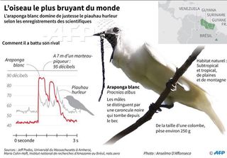 Loiseau Le Plus Bruyant Du Monde Laraponga Blanc Vit En