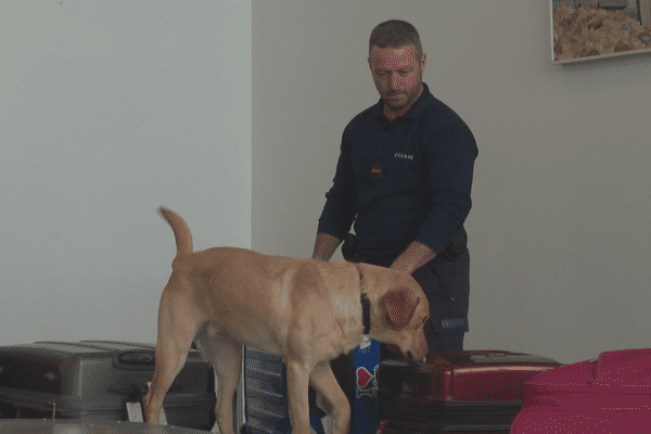 Contrôle des bagages par le maître-chien à l'aéroport Saint-Pierre Pointe-Blanche à la recherche de stupéfiants.