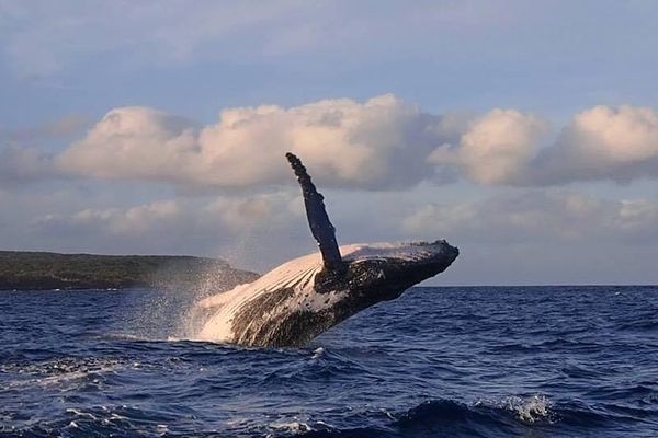 Baleine à bosse dans le lagon de Lifou, lors d'une précédente saison.