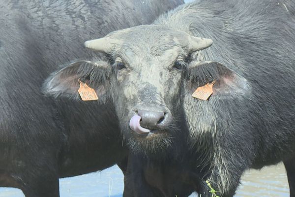 Le bufflon de Guyane