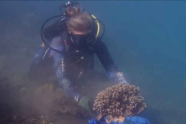 transplantation de coraux dans le port de papeete