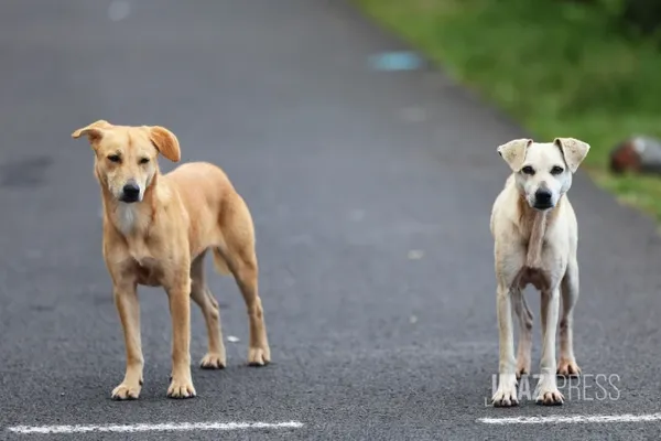 Journée mondiale contre l'abandon des animaux : des campagnes de stérilisation dans l'Est de La Réunion