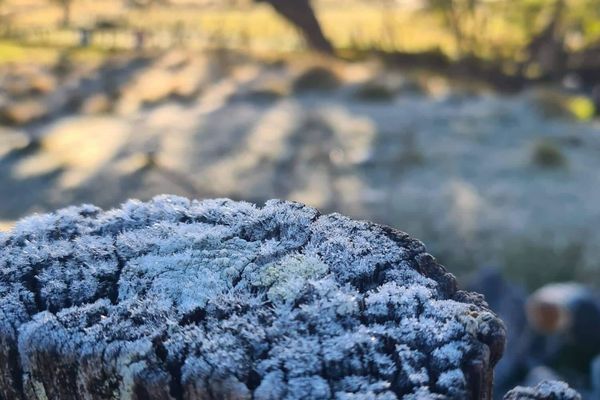 Du givre observé à la Plaine-des-Cafres