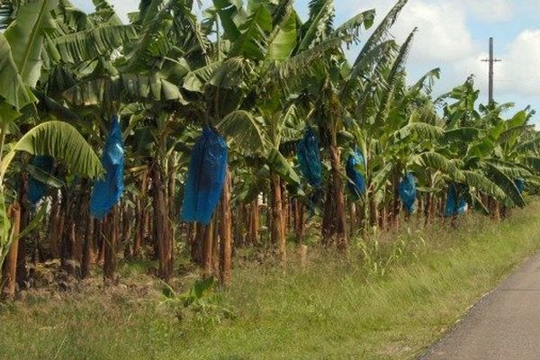 Bananeraies aux Antilles