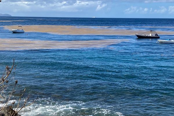 Algues Sargasse à proximité du rivage des côtes martiniquaises