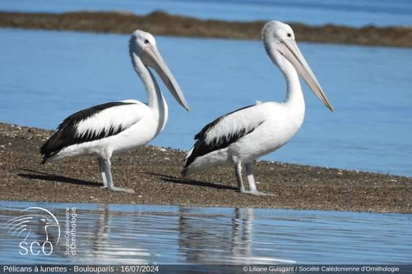 Les deux majestueux oiseaux ont élu temporairement domicile dans la baie de Saint-Vincent.