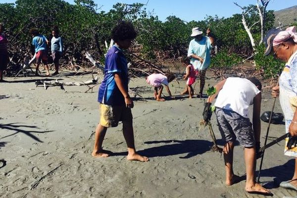 Pouébo: reboisement de la mangrove à Balade