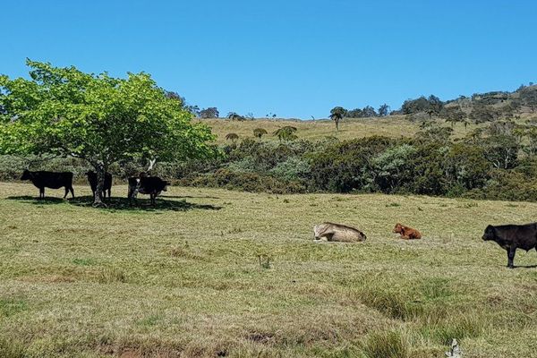 20171209 vache Plaine des Cafres