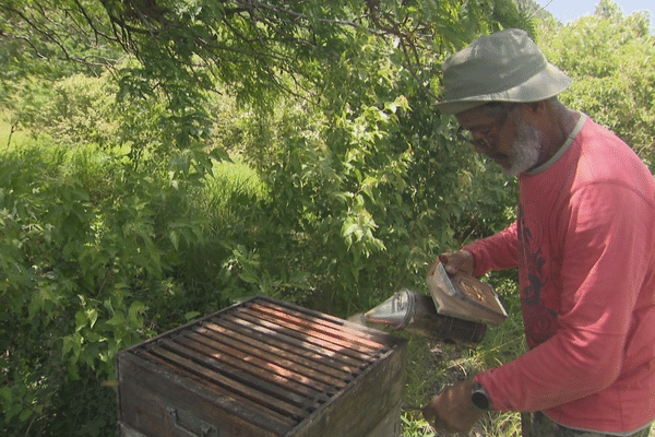 Un apiculteur de Martinique.