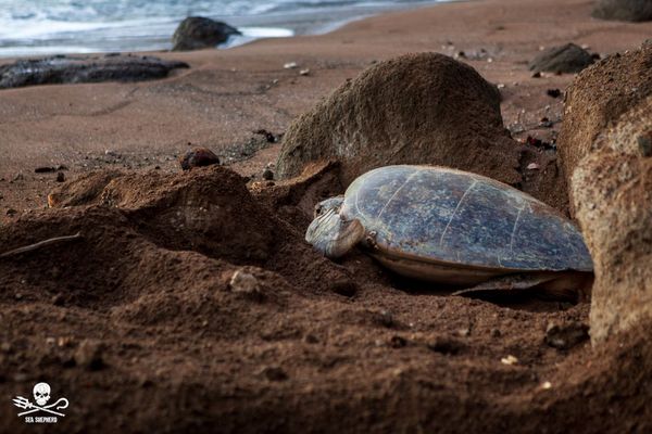 tortue mayotte