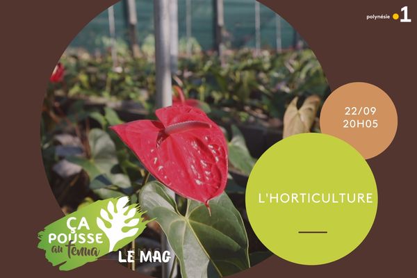 Ça pousse au fenua : L'horticulture