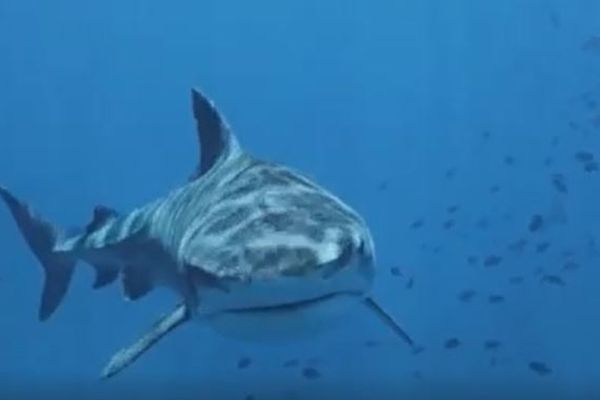 Le requin, un poisson respecté dans la culture kanak.